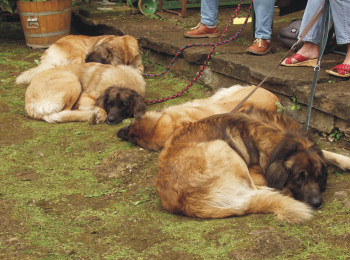 Sachsenmeyer-Fotos: Hunde
